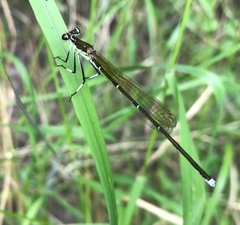 Pseudocopera rubripes