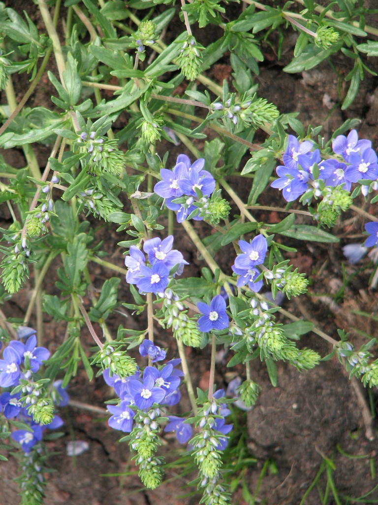 Veronica orientalis