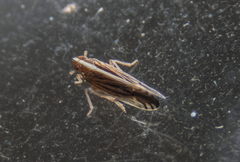 Stenocranus vittatus