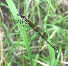 Pseudocopera rubripes