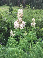 Corydalis caseana
