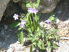 Ruellia occidentalis