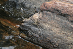 Trechaleoides biocellata