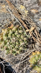 Mammillaria melanocentra melanocentra