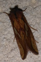 Plusia putnami