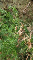 Acacia verticillata