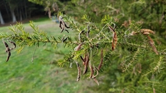 Acacia verticillata