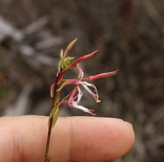 Oenothera simulans
