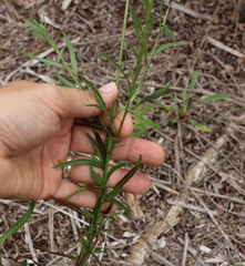 Oenothera simulans