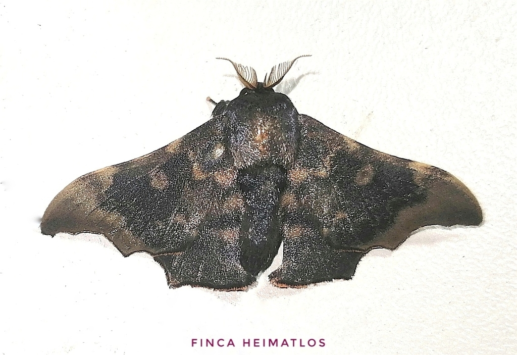 Lacosoma briasia