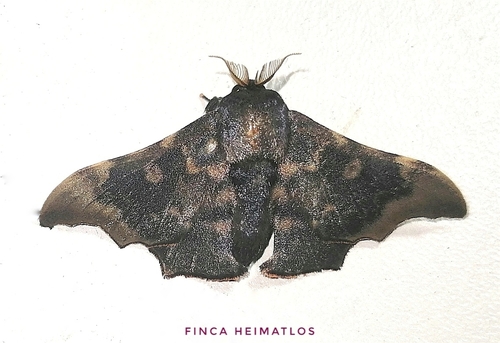 Lacosoma briasia