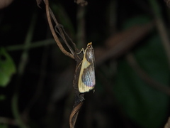 Prooedema inscisalis