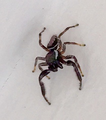 Paraphidippus aurantius