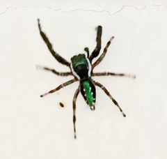 Paraphidippus aurantius