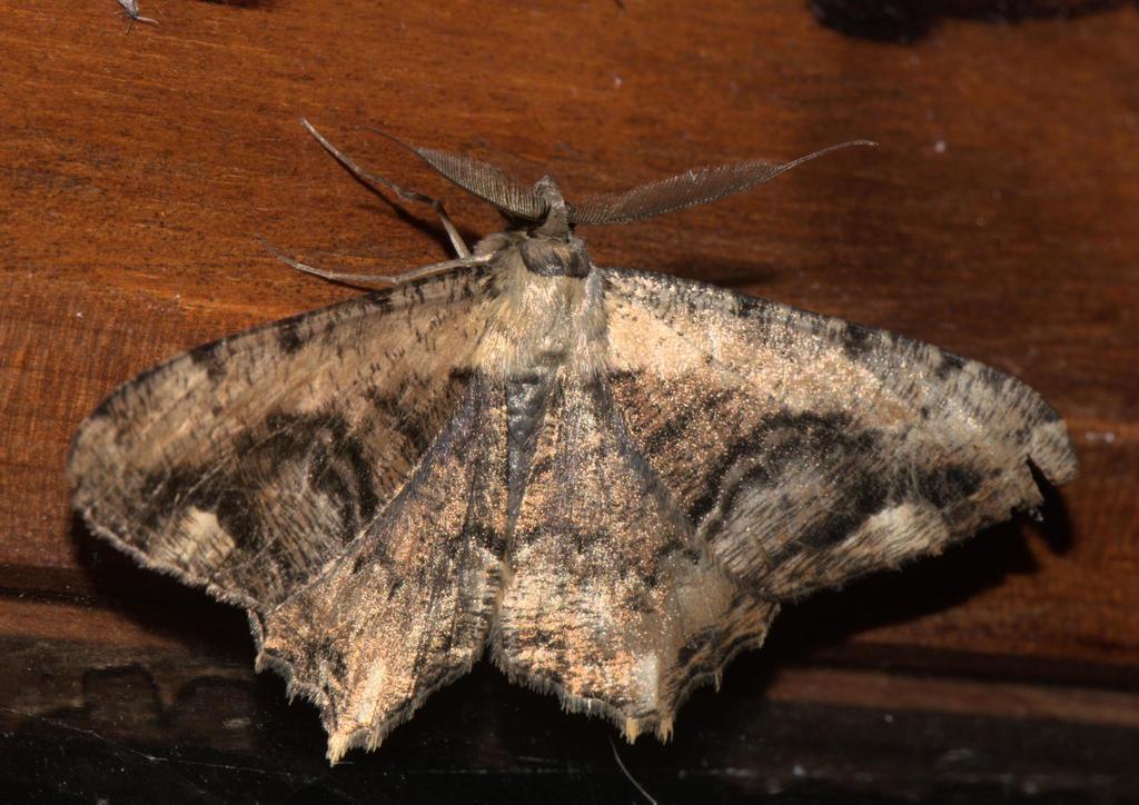 Lassaba interruptaria