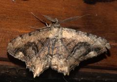 Lassaba interruptaria