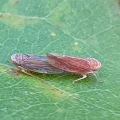 Idiodonus cruentatus