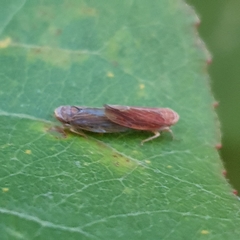 Idiodonus cruentatus