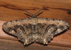 Lassaba interruptaria