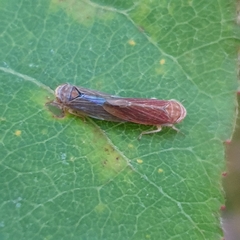 Idiodonus cruentatus