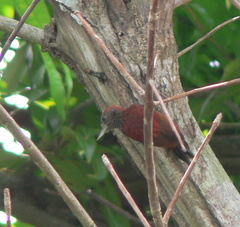 Dryobates sanguineus