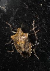 Pentatoma laeviventris