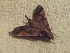 Callionima calliomenae