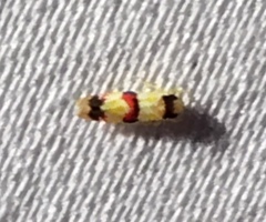 Erythroneura integra