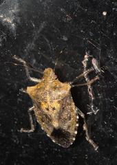 Pentatoma laeviventris