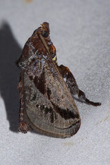 Phocoderma velutina
