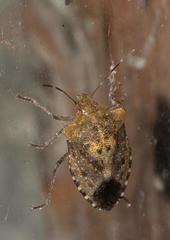 Pentatoma laeviventris