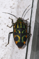 Tetrarthria variegata