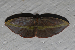 Hypochrosis iris