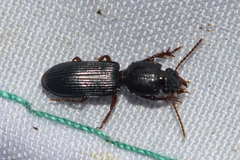 Clivina