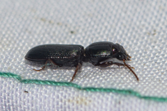Clivina