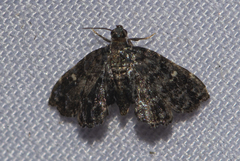 Drosophantis caeruleata