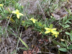 Hypericum crux-andreae