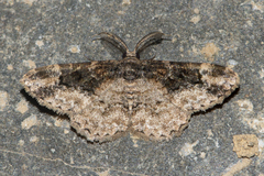 Parapholodes fuliginea