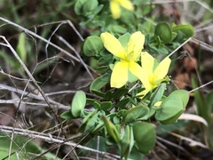 Hypericum crux-andreae