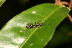 Sphecotypus niger