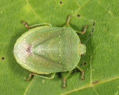 Chinavia pensylvanica