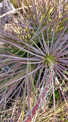 Agave striata
