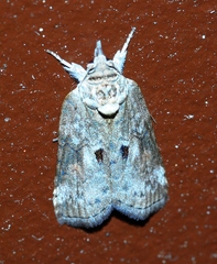 Nycteola