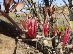 Tapinanthus rubromarginatus