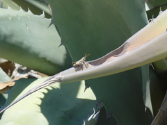 Agroecotettix modestus