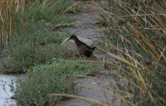 Pardirallus sanguinolentus