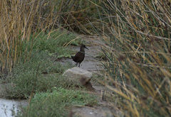 Pardirallus sanguinolentus