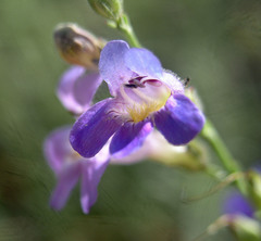 Penstemon linarioides