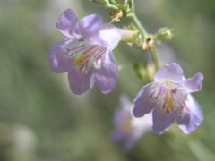 Penstemon linarioides