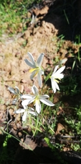 Hesperantha bachmannii
